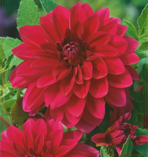 Dalia Baron 1szt.