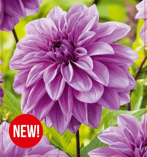 Dalia Lilac Time 1szt.