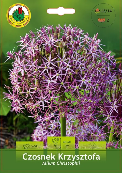 Czosnek ozdobny (Allium) Christophii 2szt.