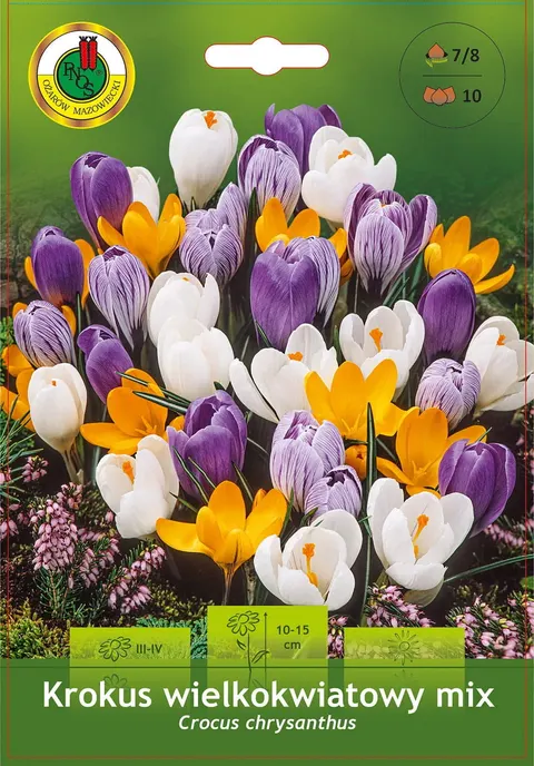Krokus (Crocus) Wielkokwiatowy Mix 10szt.