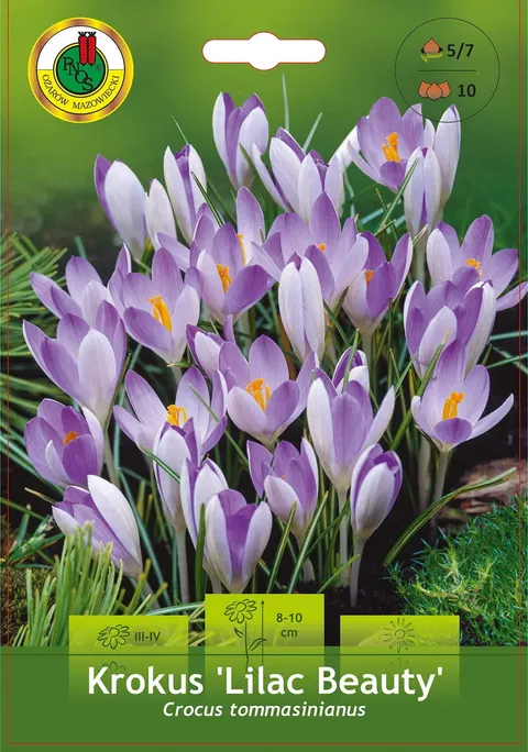 Krokus (Crocus) Lilac Beauty 10szt.