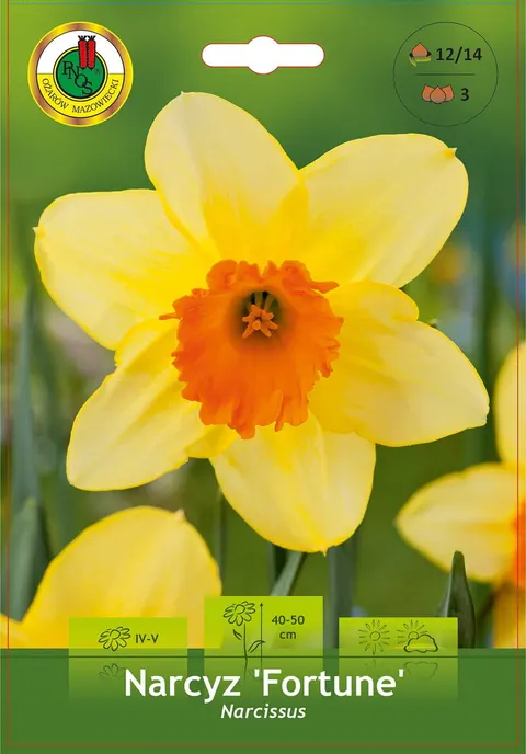 Narcyz (Narcissus) Fortune 3szt.