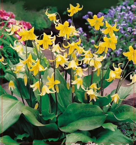 Psiząb (Erythronium) Pagoda 2szt.
