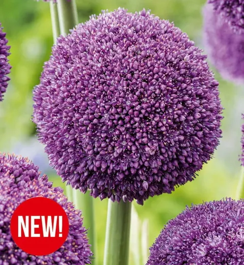 Czosnek ozdobny (Allium) Ambassador 1szt.
