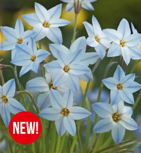 Ifejon Wisley Blue 10 szt.