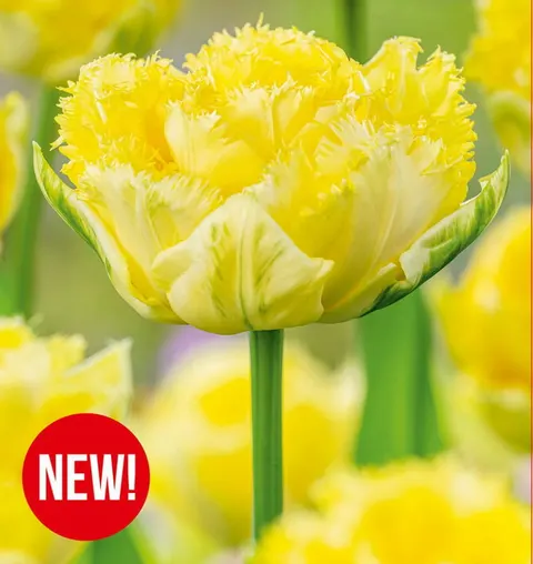 Tulipan Lemon Shoot 5 szt.