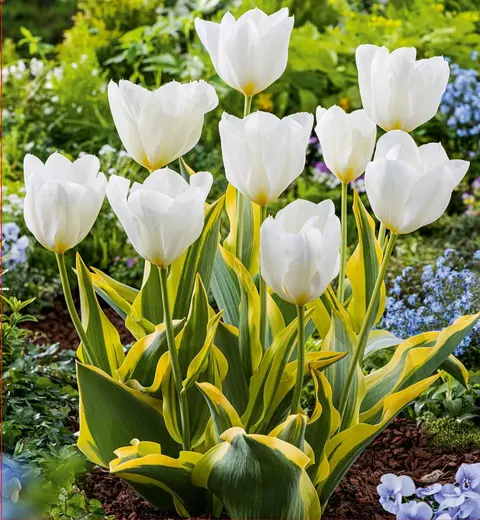 Tulipan (Tulipa) Purissima Blonde 12-14 5szt.