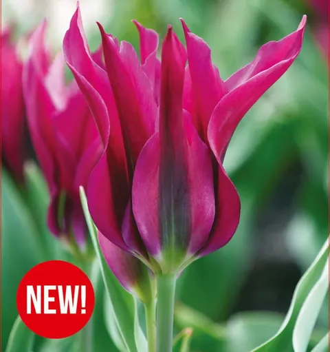Tulipan Purple Doll 5szt.