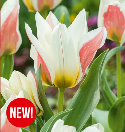 Tulipan Serano 5 szt.