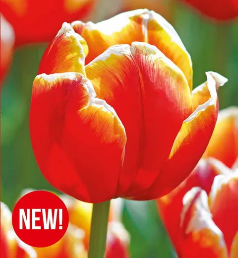 Tulipan Tasmania 5szt.