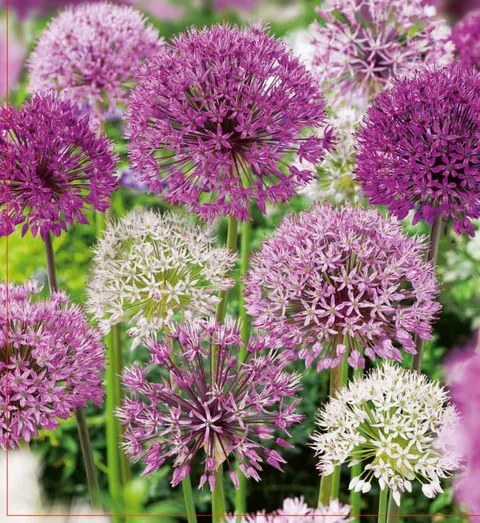Czosnek ozdobny (Allium) Mix 15szt.