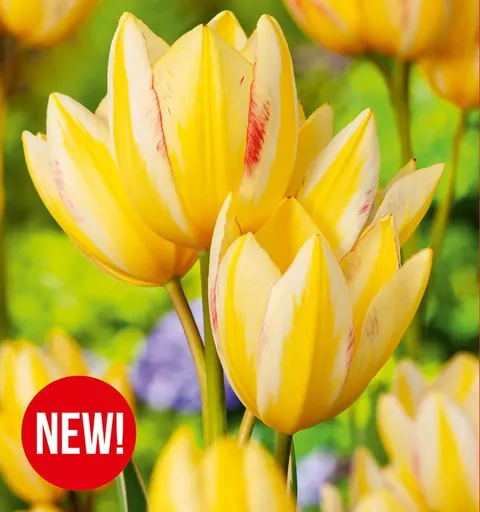 Tulipan Antoinette 5szt.