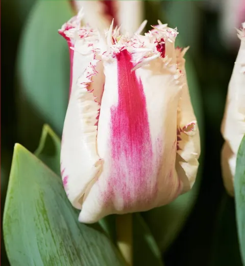 Tulipan Coldplay 5szt.