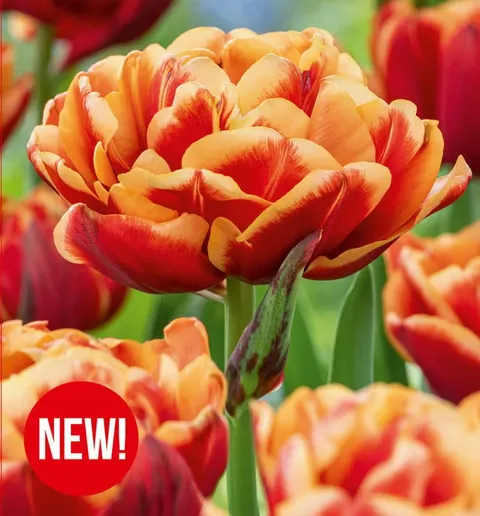 Tulipan Congo 5szt.