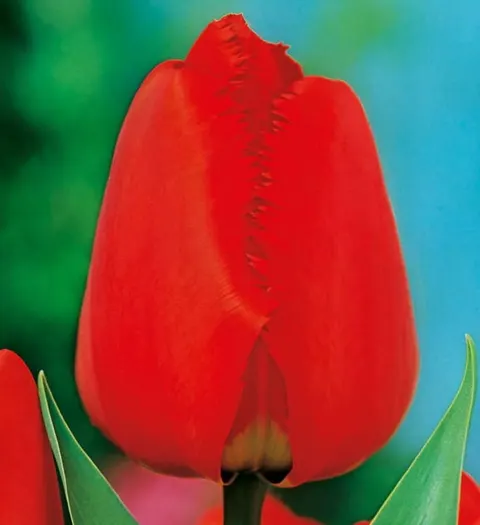 Tulipan Fringed Apeldoorn 5szt.