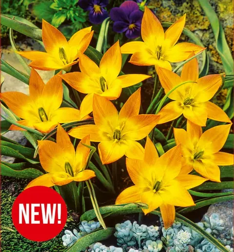 Tulipan Jara 5szt.