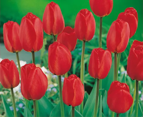 Tulipan Czerwony Triumph 15szt.