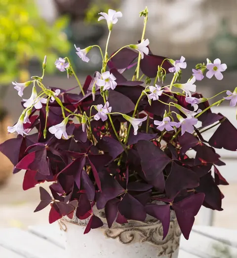 Szczawik trójkątny (Triangularis Mijke) 5szt.