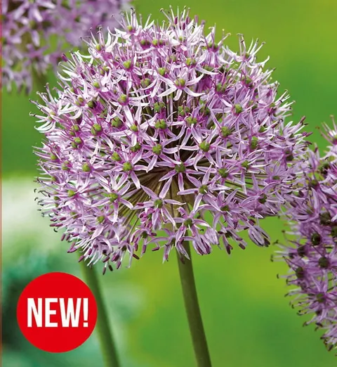 Czosnek ozdobny (Allium) Mars 1szt.