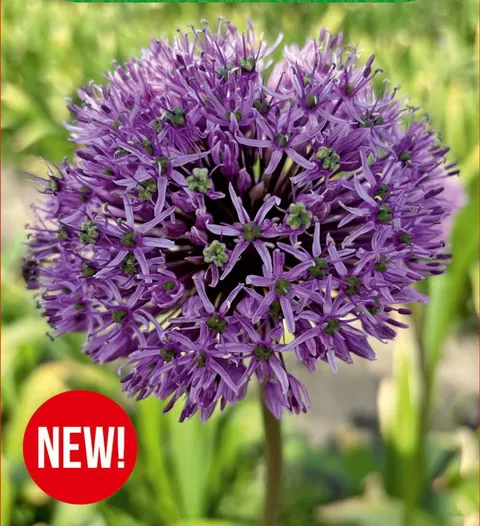 Czosnek ozdobny (Allium) Maxima 1szt.