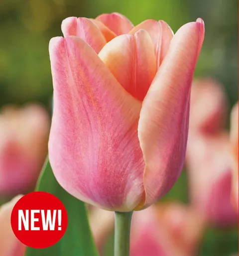 Tulipan Apricot Foxx 5 szt.