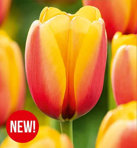 Tulipan World Peace 5 szt.