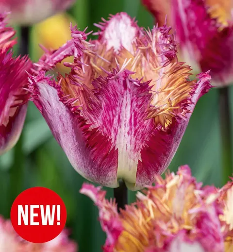 Tulipan Colour Fusion 4szt.