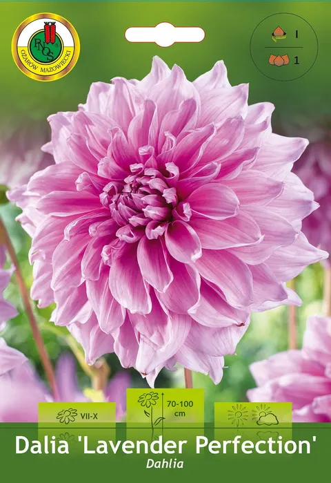 Dalia Dekoracyjna Lavender Perfection 1szt.