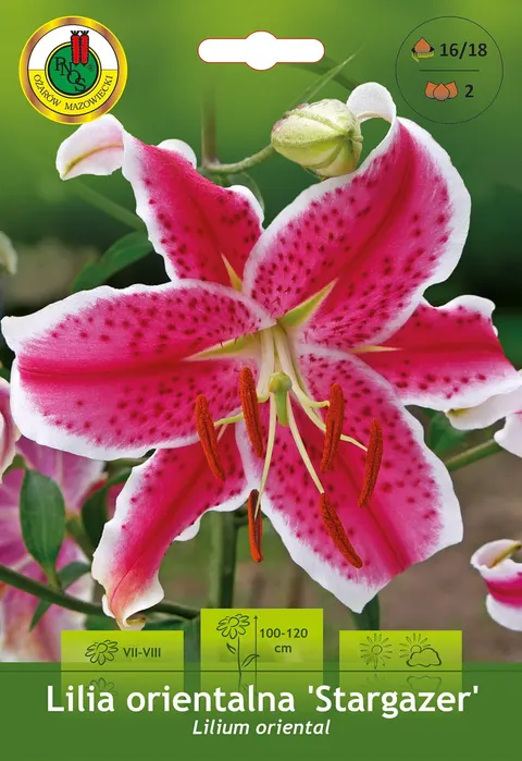 Lilia orientalna Stargazer 2szt.