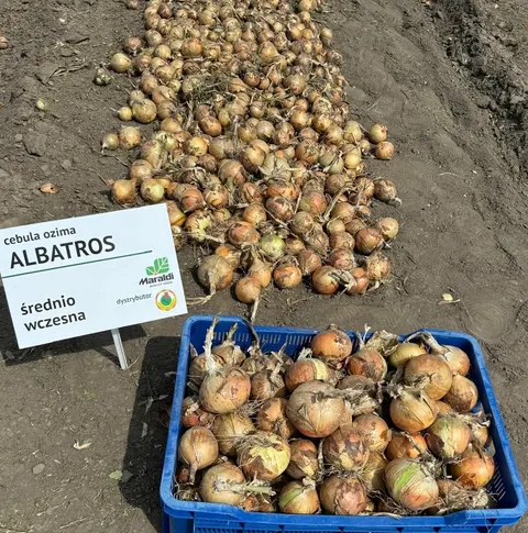 Cebula zimująca Albatros 250 000n