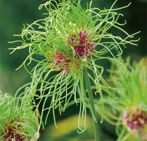 Czosnek ozdobny (Allium) Hair 10 szt.