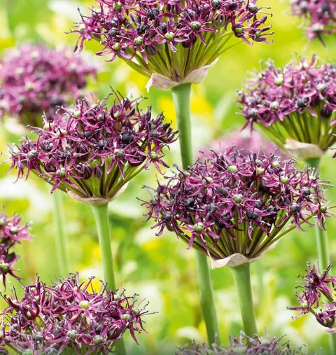 Czosnek ozdobny (Allium) Atropurpureum 3 szt.
