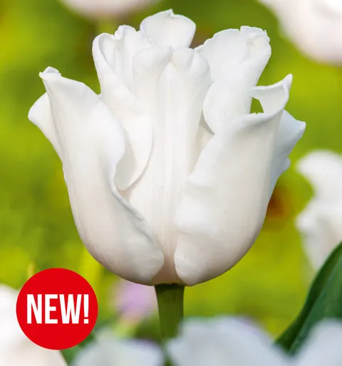 Tulipan White Liberstar 4 szt.