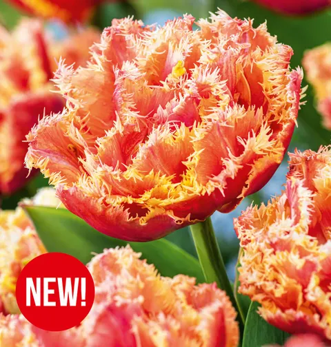 Tulipan Brisbane 5 szt.