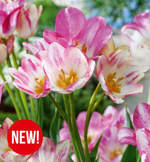 Tulipan Dream Club 5 szt.
