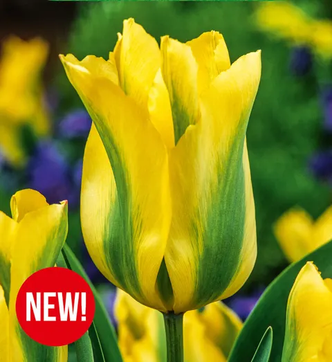 Tulipan Formosa 5 szt.