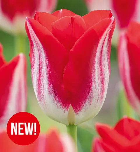 Tulipan Kissable 5 szt.