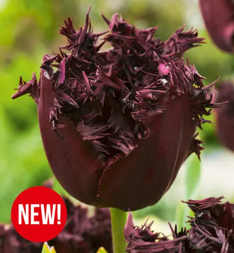 Tulipan Labrador 5 szt.