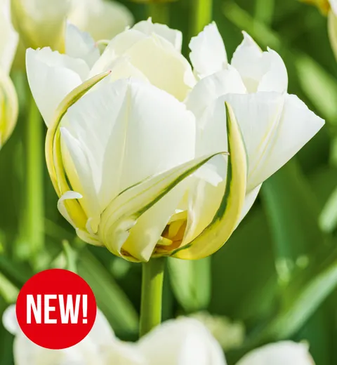 Tulipan White Valley 5 szt.