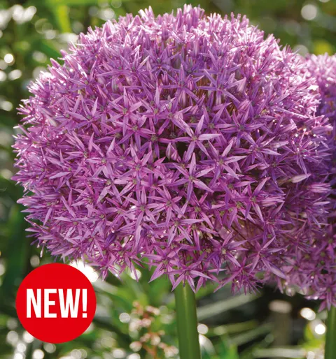 Czosnek ozdobny (Allium) Globemaster 1 szt.