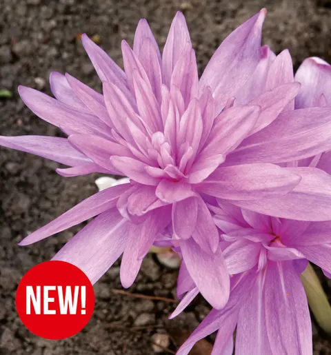 Zimowit (Colchicum) Waterlily 1 szt.