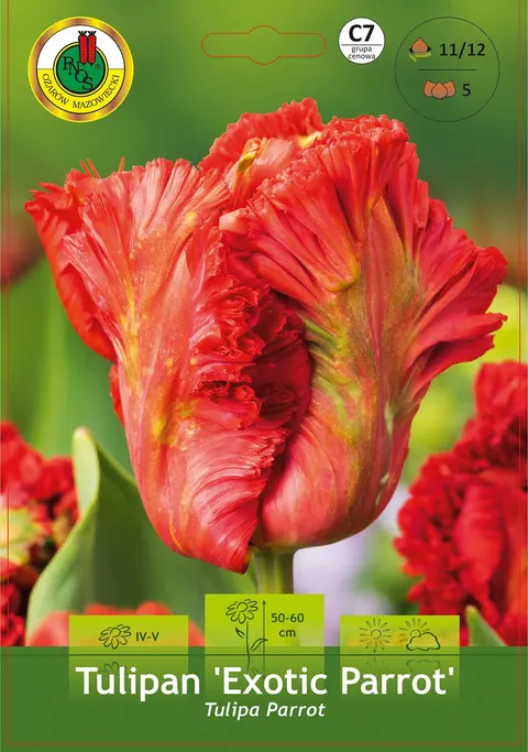 Tulipan (Tulipa) Exotic Parrot 5 szt.
