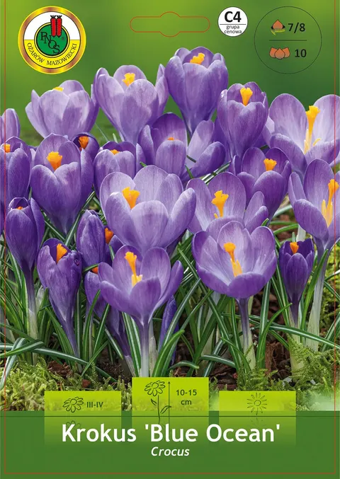 Krokus (Crocus) Blue Ocean 10 szt.