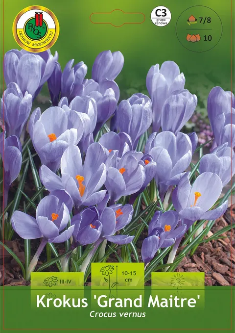 Krokus (Crocus) Grand Maitre 10 szt.