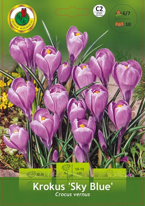 Krokus (Crocus) Sky Blue 10 szt.