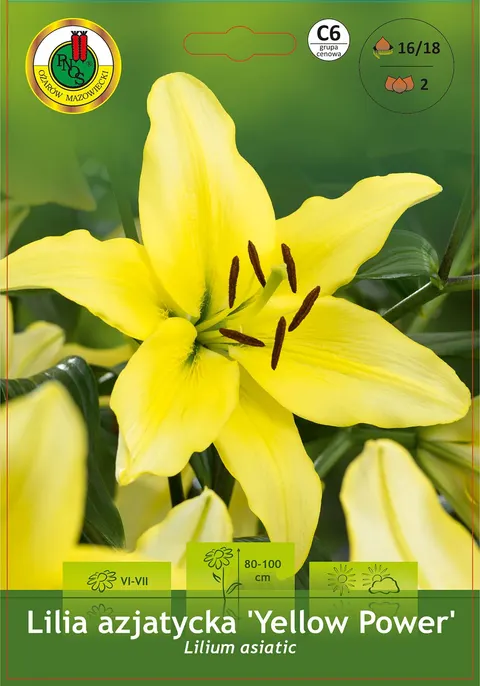 Lilia azjatycka Yellow Power 2 szt.