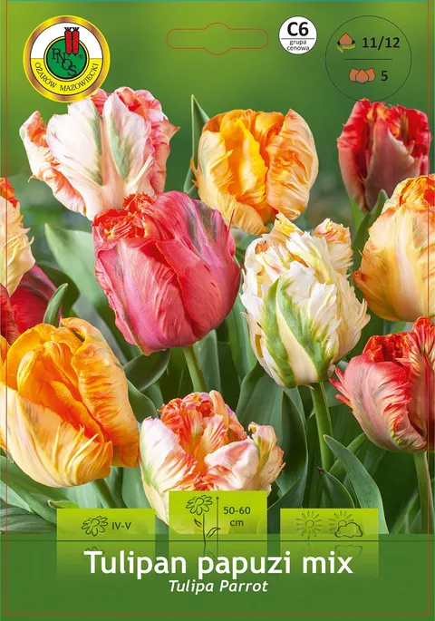 Tulipan (Tulipa) Papuzi Mix 5 szt.