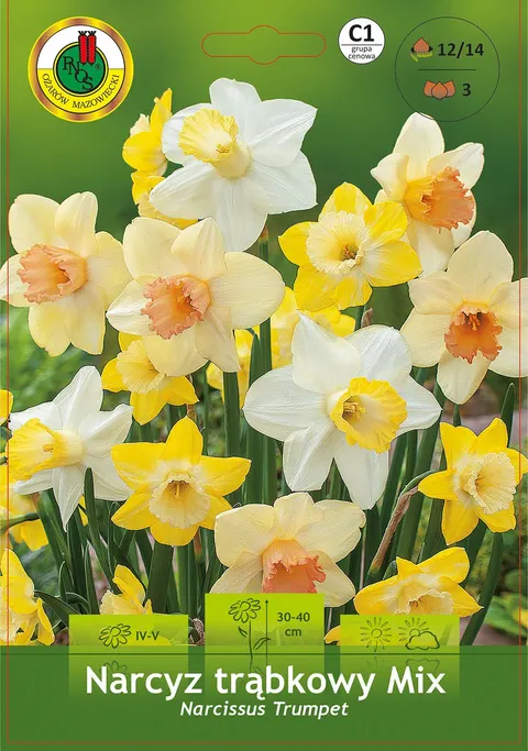 Narcyz (Narcissus) trąbkowy Mix 3 szt.