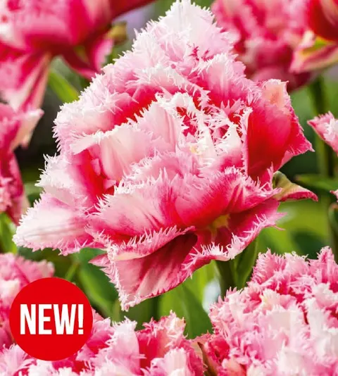 Tulipan Crispion Sweet 5 szt.