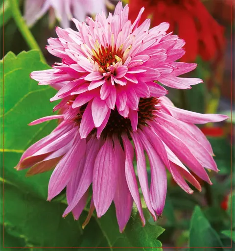 Jeżówka (Echinacea) Double Deker 1szt.